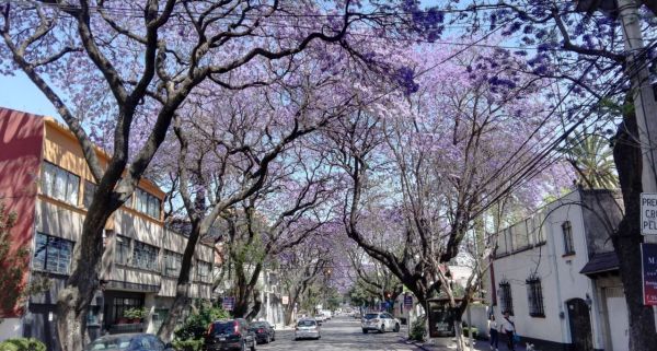 colonias en cdmx para vivir si no tienes coche