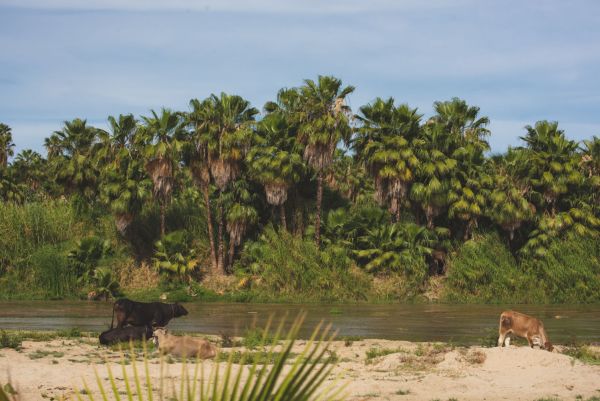 San José del Cabo